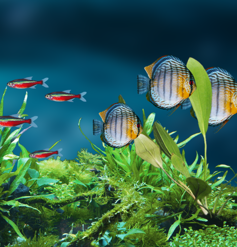 Vissen in Aquarium